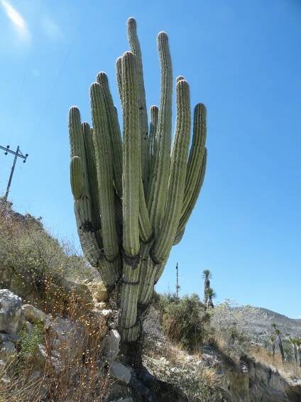 Cephalocereus fulviceps