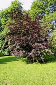 Buk lesní Tricolor (Fagus sylvatica), rostlina