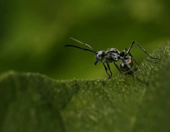bezplatná Detailní makrofotografie mravence na živém zeleném listu, ukazující chování hmyzu. Základová fotografie