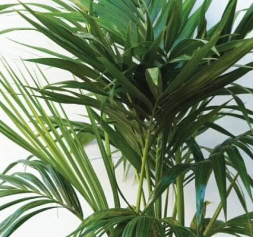 Mahoney's Garden Center - Plants & Garden Supplies in MA