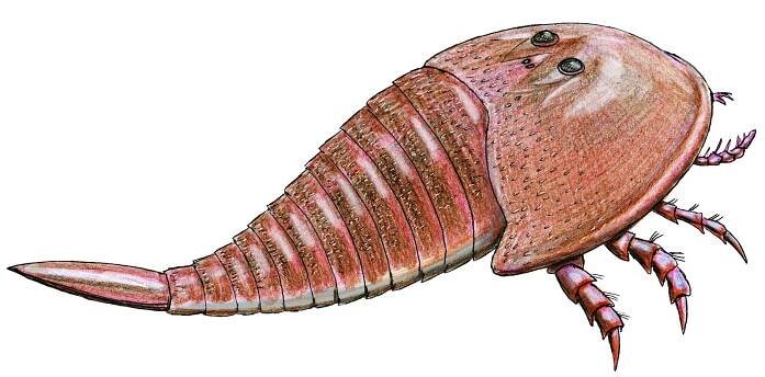 Soubor:Hibbertopterus scouleri.jpg – Wikipedie