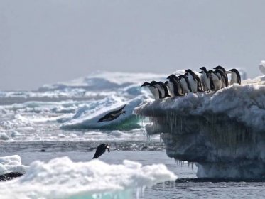 Fotogalerie: Na odlehlých ostrovech Antarktidy vědci objevili obrovskou metropoli tučňáků. Daleko od lidí se jim daří 