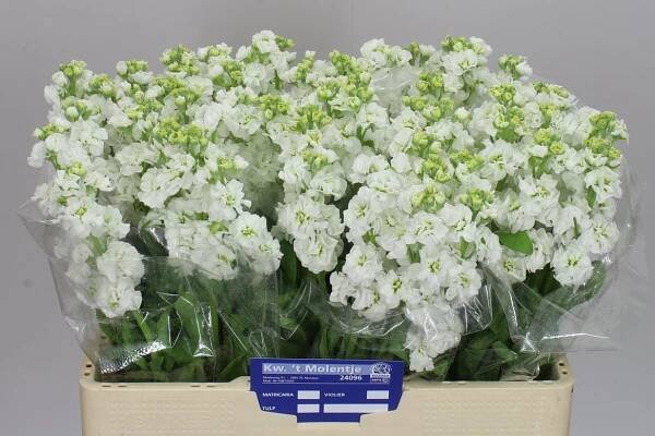 Matthiola White 60 cm