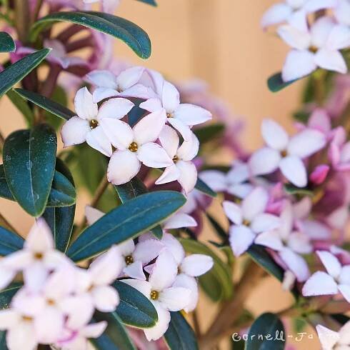 Daphne