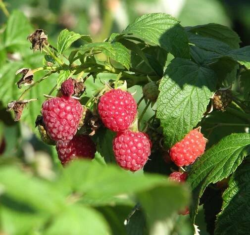 Raspberry Growing and Harvest Information - VeggieHarvest.com