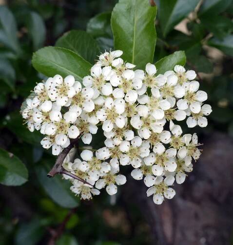 Pyracantha coccinea M.Roem. - Portale della Flora d'Italia / Portal to the Flora of Italy