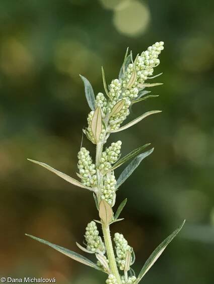 Artemisia vulgaris – pelyněk černobýl • Pladias: Databáze české flóry a vegetace