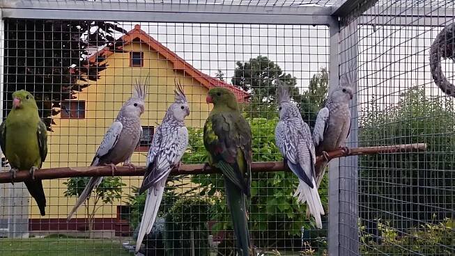 Prodám korely bělohlavé perlové | iFauna.cz