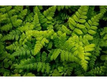 Kapraď tuhá / Dryopteris remota