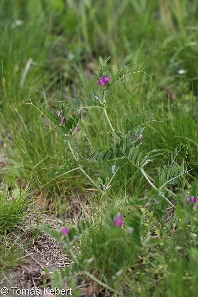 Vicia sativa agg. – okruh vikve seté