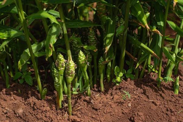 Gallery — Kolo Kai Organic Farm