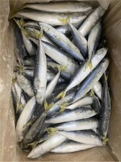 Frozen Mackerel Chinese Factory