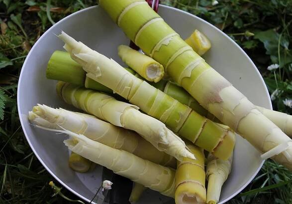 A Pile of Fresh Green Bamboo Shoots Wallpaper