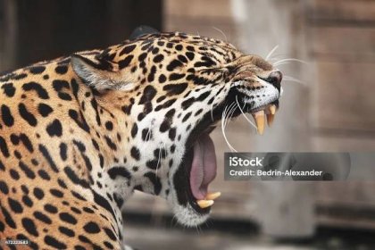 Burácející Jaguár. Portrét divokého zvířete - Bez autorských poplatků Jaguár americký Stock fotka
