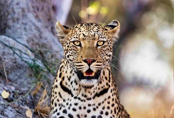Leopard