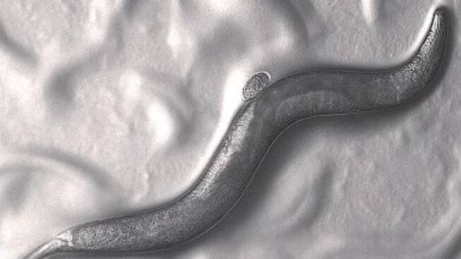  Pristionchus pacificus