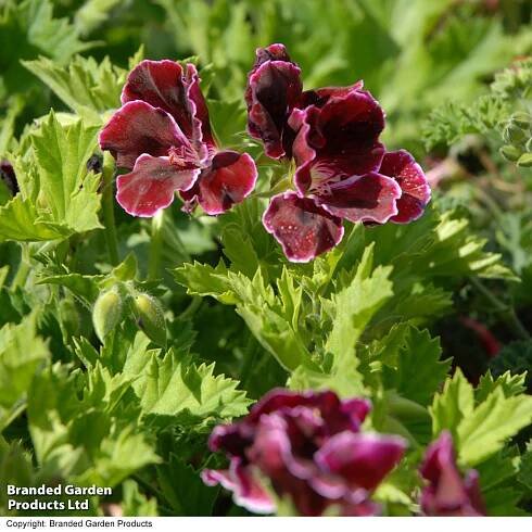 Geranium 'Aristo Black Beauty' | Thompson & Morgan