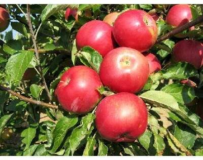 Jabloň zimní 'Idared' - Malus domestica 'Idared' Kontejner o objemu 15 litrů špičák 175+ cm