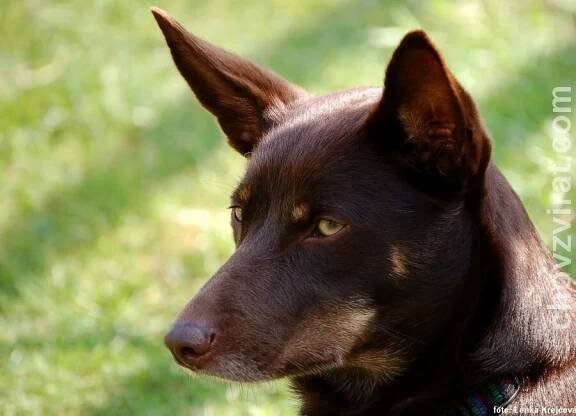 Australská kelpie | Psi | Fotogalerie | ChovZvířat.cz