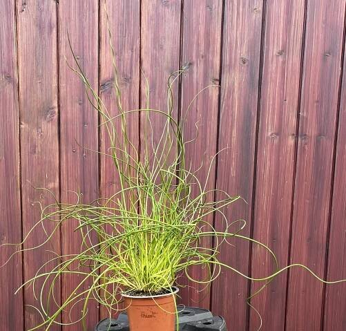 Juncus effusus "Spiralis, cca 30-40 cm
