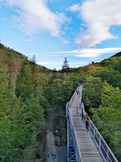 Der Baumwipfelpfad bietet dir einen einzigartigen Blick auf die Natur 
