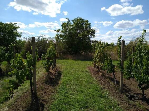 Prodej vinice ve viniční trati "Hájky" v jednom z nejznámějších vinařských měst: Valticích. - Image 7