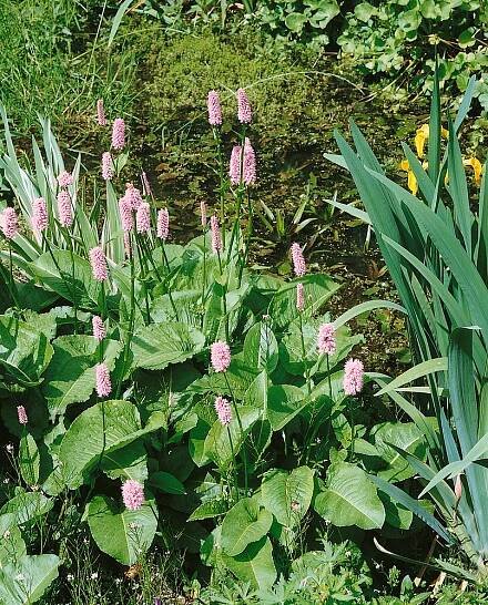 Bistorta officinalis subsp. officinalis