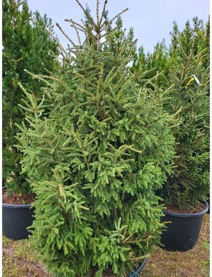 Picea orientalis Gracilis Compacta