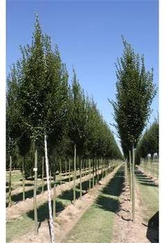 Habr obecný Fastigiata kmínek 225cm, zemní bal