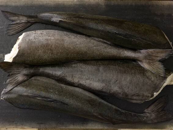 BlackCod_219.jpg