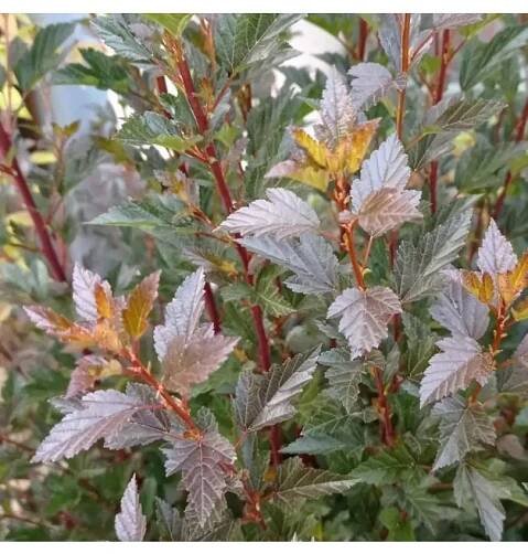 Physocarpus opulifolius 'Little Angel®' 40-60 VKR4L : Vhv-eshop.cz