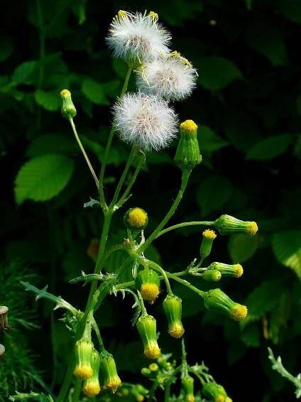 Starček (Senecio)