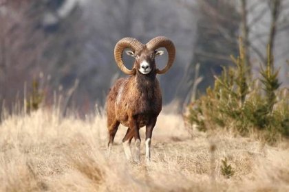 muflon: Ovis musimon – savec z čeledi turovitých, podobný ovci