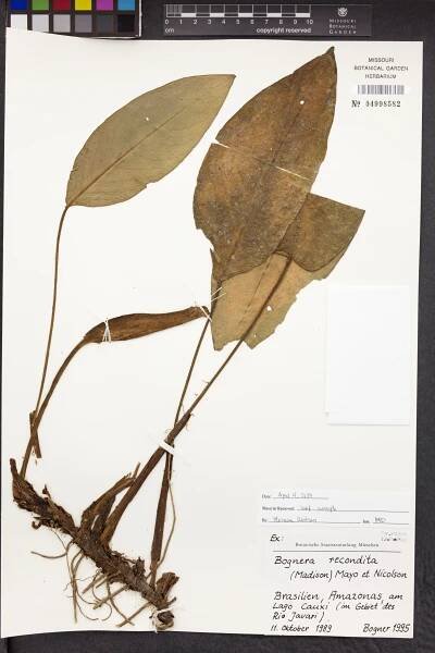 A specimen of Bognera recondita from the Garden's Herbarium. The species is found only in remote areas of Amazonian Brazil.