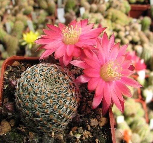 Ayl.heliosasolisioidesdw.jpg