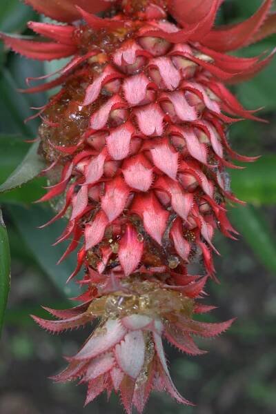 Základová fotografie na téma barevný, botanický, bromelia, bromeliaceae, bromeliad, bujný, canon, červená, dekorativní