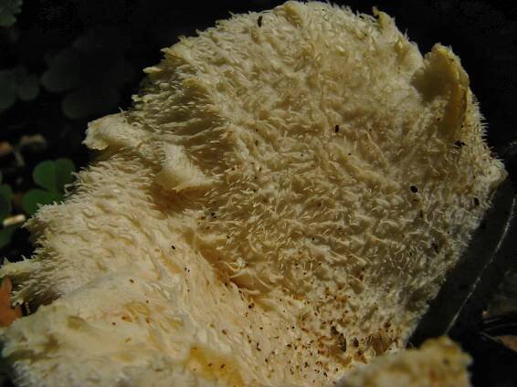Hericium cirrhatum - ježatec různozubý
