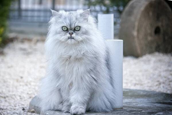 blue persian