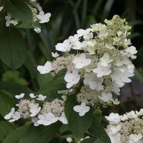 Hortenzie latnatá (Hydrangea paniculata) 'Tardiva'