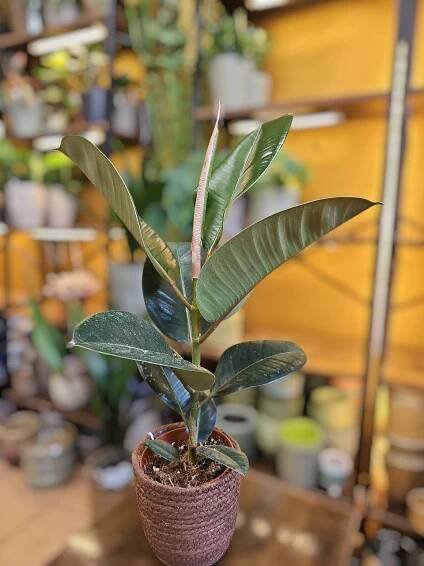 Ficus Elastica Robusta