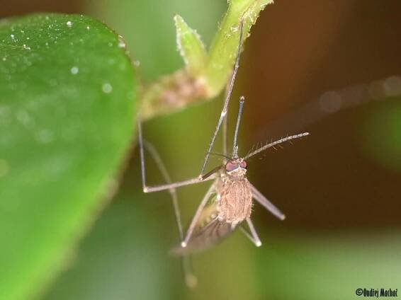 Culex pipiens - komár pisklavý | Culicidae - komárovití | Natura Bohemica