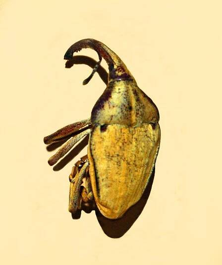 Rhinastus