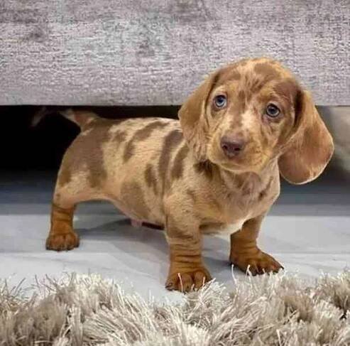 štěňata jezevčíka k adopci - foto 1