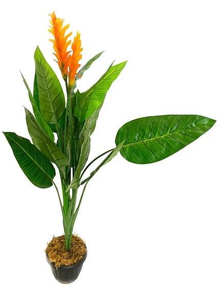Tropicals