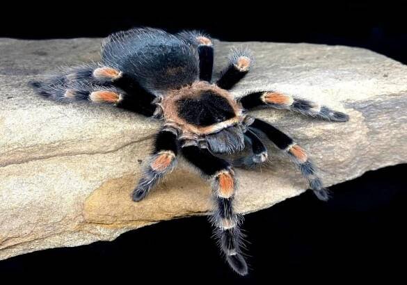 Brachypelma hamorii /smithi/ 2,5cm telo 10€ ... 2x18€