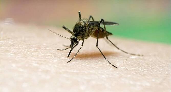 Biologická zbraň podle nacistů? Chtěli používat komáry nakažené malárií