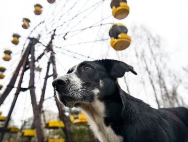 Klíč k životu v zamořeném území: Divocí psi z Černobylu mají jedinečné DNA - Expres FM