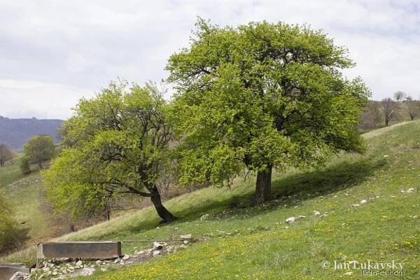 Hrušeň obecná (Pyrus communis), rostlina