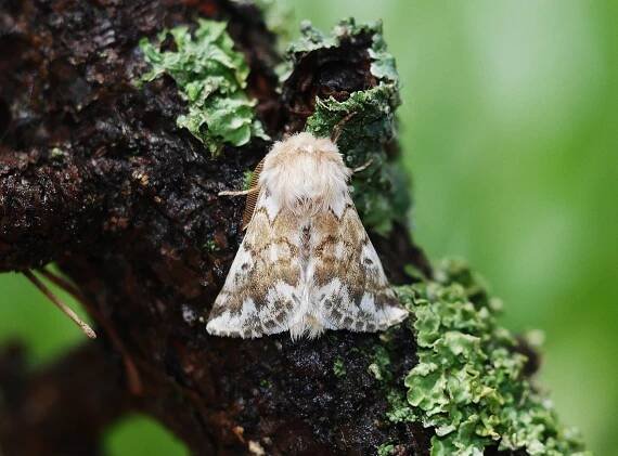 imago - samec