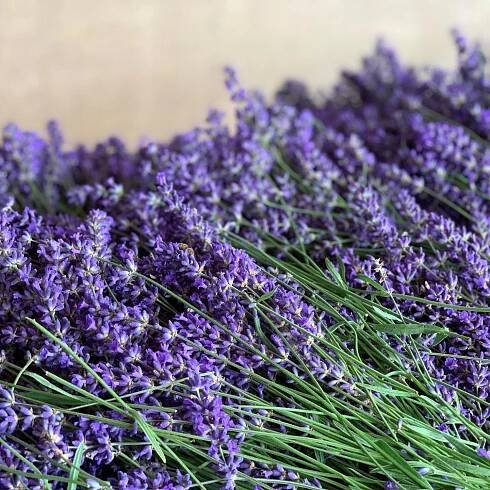 Aloha Community Farmers Market | Serving Aloha, Reedville, Cooper Mountain and Beyond!